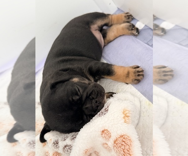 Medium Photo #7 French Bulldog Puppy For Sale in WESLEY CHAPEL, FL, USA
