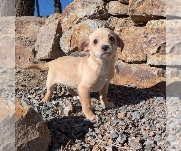 Medium Photo #3 Chi-Poo (Miniature) Puppy For Sale in Vail, AZ, USA