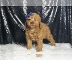 Small #5 Poodle (Miniature)
