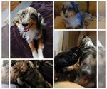 Small Photo #1 Australian Shepherd Puppy For Sale in ANDERSON, IN, USA