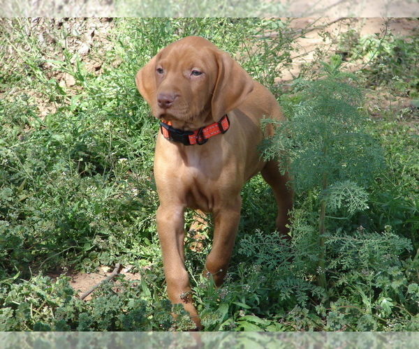Medium Photo #4 Vizsla Puppy For Sale in AMORITA, OK, USA