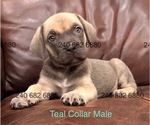 Small #2 Cane Corso