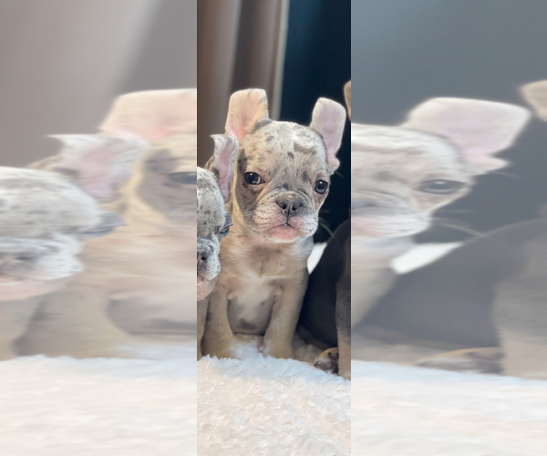 Medium Photo #4 French Bulldog Puppy For Sale in SAN MARINO, CA, USA