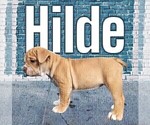 Small Photo #20 Olde English Bulldogge Puppy For Sale in NEOSHO, MO, USA
