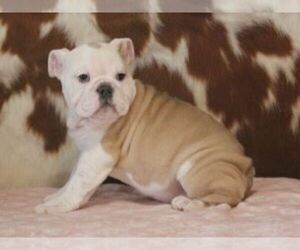 English Bulldog Puppy for sale in MARSHFIELD, MO, USA