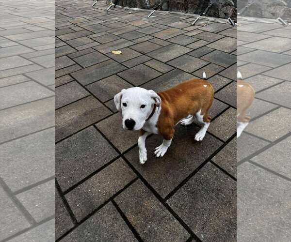 Medium Photo #3 American Pit Bull Terrier-Unknown Mix Puppy For Sale in pomfret, CT, USA