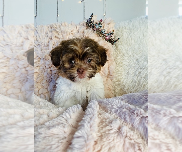 View Ad MalShi Puppy for Sale near Tennessee, COOKEVILLE, USA. ADN266171