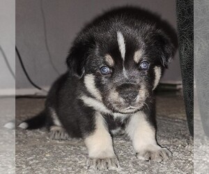 German Shepherd Dog-Mastiff Mix Puppy for sale in CANYON COUNTRY, CA, USA