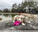 Puppy Pancake Miniature Australian Shepherd-Poodle (Toy) Mix