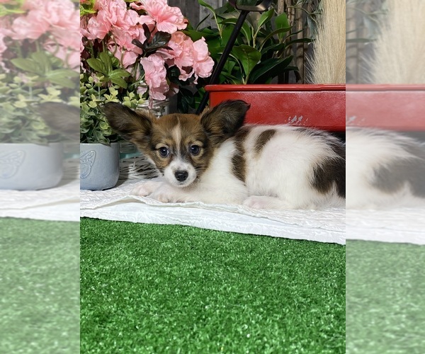 Medium Photo #4 Papillon Puppy For Sale in CANOGA, NY, USA