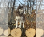 Small Photo #10 Alaskan Klee Kai-Pomsky Mix Puppy For Sale in STAPLES, MN, USA