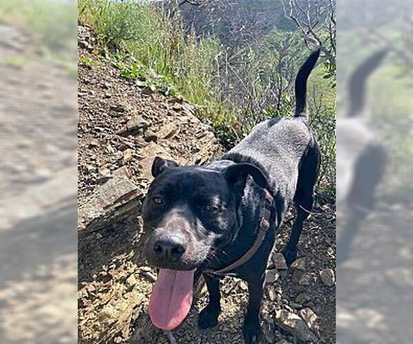 Medium Photo #1 Labrador Retriever Puppy For Sale in Dana Point, CA, USA