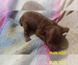 Poodle (Toy) Puppy for sale in DULUTH, GA, USA