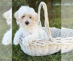 Gina - Female Maltese Puppy for Sale - Photo #3