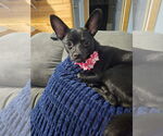 Small #3 Chihuahua Mix