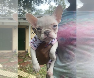 French Bulldog Puppy for sale in TAMPA, FL, USA