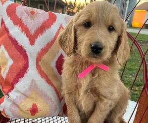 Medium Goldendoodle