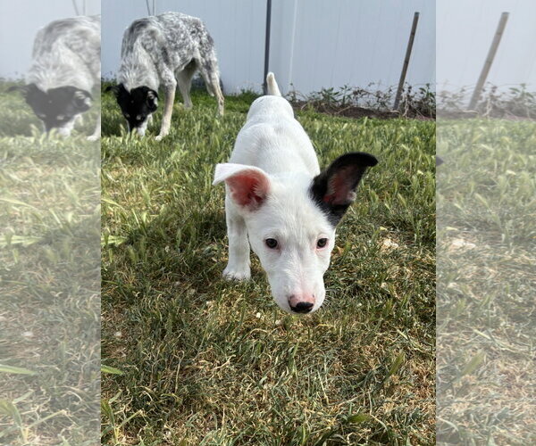 Medium Photo #5 Mutt Puppy For Sale in Sandy, UT, USA