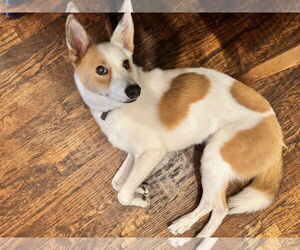 Australian Shepherd-Basenji Mix Dogs for adoption in McKinney, TX, USA
