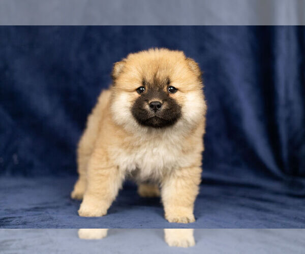 Medium Photo #9 Chow Chow Puppy For Sale in NAPPANEE, IN, USA