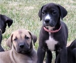 Puppy 4 Great Dane