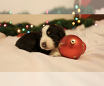 Small Photo #4 Australian Shepherd Puppy For Sale in MUSKEGON, MI, USA