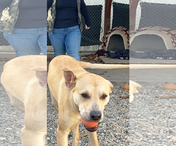 Medium Photo #2 Mutt Puppy For Sale in Emmett, ID, USA