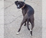 Small #2 Border Collie Mix