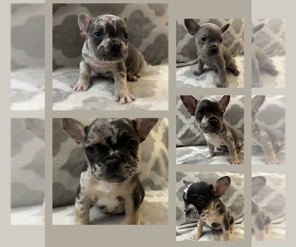 Medium Photo #2 French Bulldog Puppy For Sale in MIDDLEBURY, IN, USA