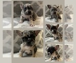 Small #1 French Bulldog