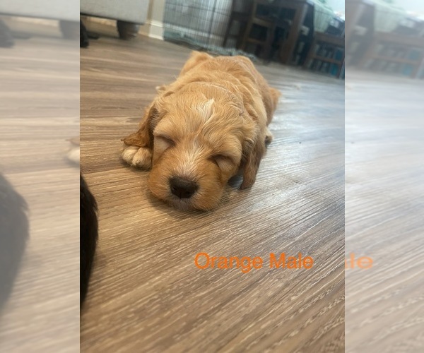 Medium Photo #25 Golden Mountain Doodle  Puppy For Sale in CHOUDRANT, LA, USA