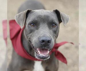 American Staffordshire Terrier-Unknown Mix Dogs for adoption in San Antonio, TX, USA
