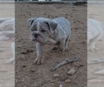 Small Photo #8 English Bulldog Puppy For Sale in HESPERIA, CA, USA