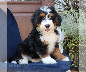 Miniature Bernedoodle Puppy for sale in NARVON, PA, USA