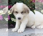 Small #3 Great Pyrenees