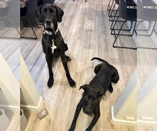 Medium Photo #4 Great Dane Puppy For Sale in Sandy, UT, USA