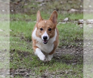 Mother of the Pembroke Welsh Corgi puppies born on 05/01/2023