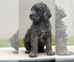 Small Photo #1 Poodle (Standard) Puppy For Sale in LEXINGTON, GA, USA