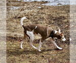 Small #2 Rat Terrier
