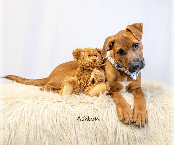 Medium Photo #3 Mutt Puppy For Sale in Hot Springs Village, AR, USA