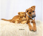 Small Photo #3 Mutt Puppy For Sale in Hot Springs Village, AR, USA