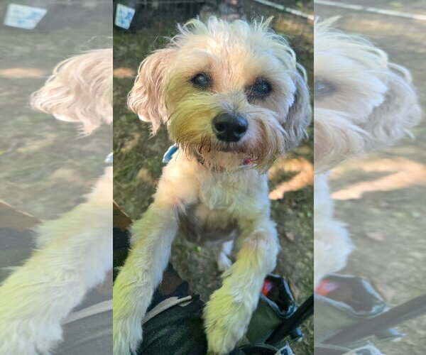 Medium Photo #1 Maltipoo (Miniature) Puppy For Sale in Boonton, NJ, USA