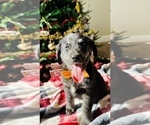 Small Photo #9 Labrador Retriever Puppy For Sale in BAKERSFIELD, CA, USA