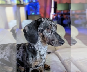 Dachshund Puppy for sale in DELTONA, FL, USA