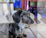 Small Dachshund