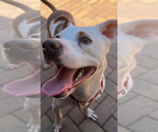 Medium Photo #2 Mutt Puppy For Sale in Atlanta, GA, USA
