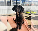 Small #2 Border Collie Mix
