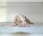 Small Photo #2 Olde English Bulldogge Puppy For Sale in NORTH LAS VEGAS, NV, USA