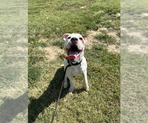 Medium Photo #3 Mutt Puppy For Sale in Evansville, IN, USA