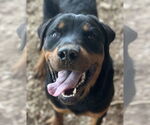 Small #7 Rottweiler